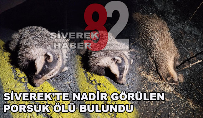 Siverek ilçesinde nadir görülen porsuk ölü bulundu